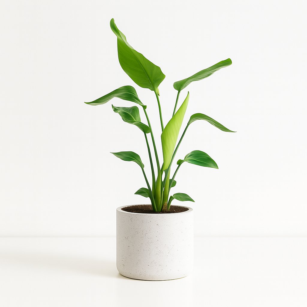 Strelitzia Nicolai - 90cm in einem modernen Studio mit modernem Topf