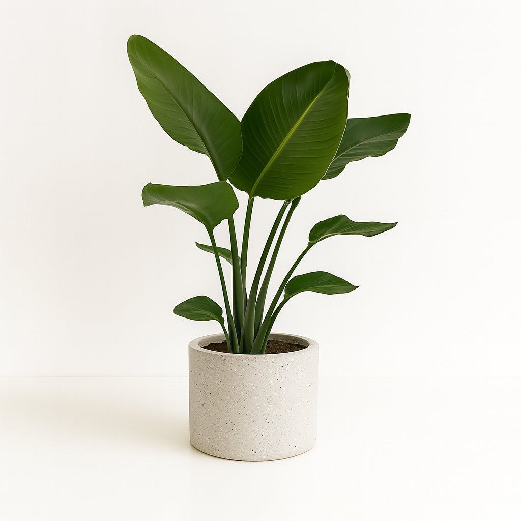 Strelitzia Nicolai - 95cm in einem modernen Studio mit modernem Topf