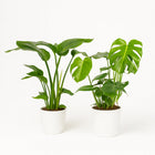 Strelitzia Nicolai - 85cm und Monstera Deliciosa - 75cm in einem modernen Studio mit modernem Topf