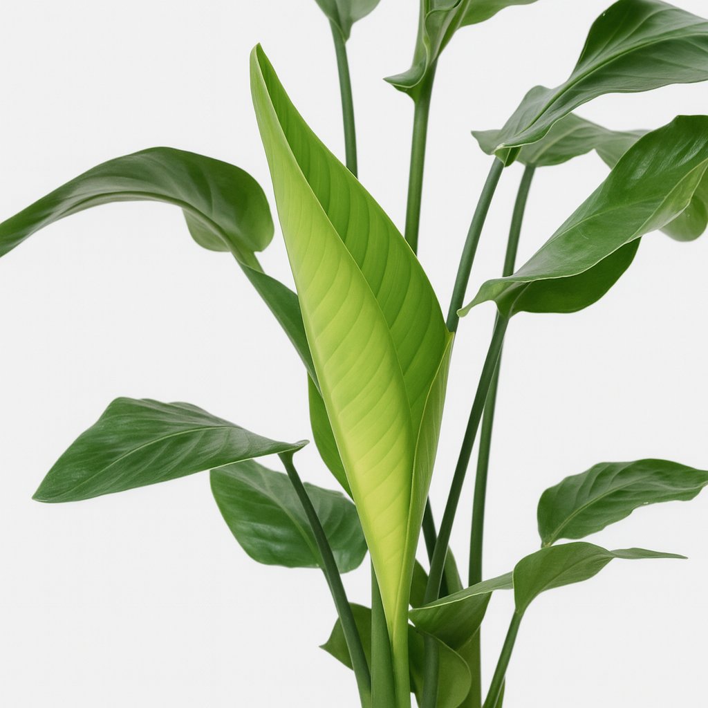 Strelitzia Nicolai - 90cm