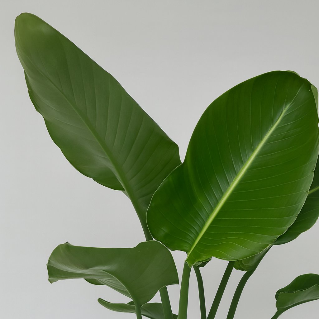 Strelitzia Nicolai - 95cm