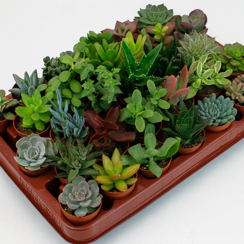 Sukkulenten Mix - 30 Stück - 7cm