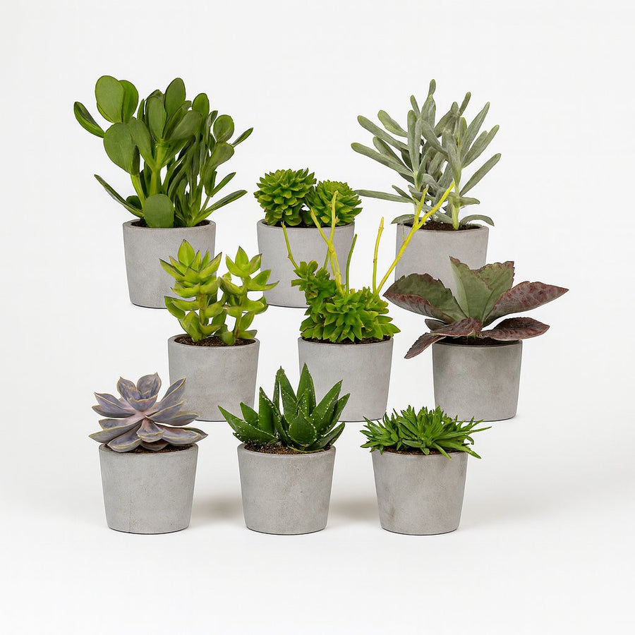 Sukkulenten Mix - 9 Stück - 10cm in einem modernen Studio mit modernem Topf