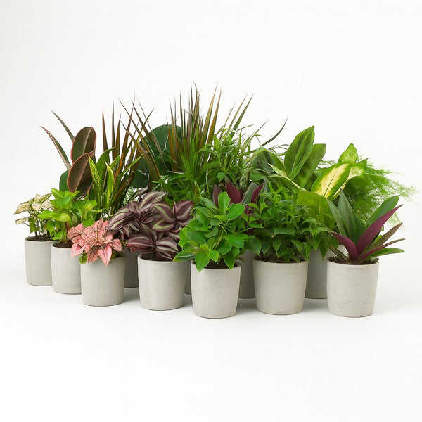 Super Zimmerpflanzenset - 24 Stück - 10cm