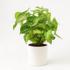 Syngonium Arrow Feel Green - 25cm in einem modernen Studio mit modernem Topf