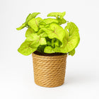 Syngonium Golden Feel Green - 30cm in einem modernen Studio mit modernem Topf
