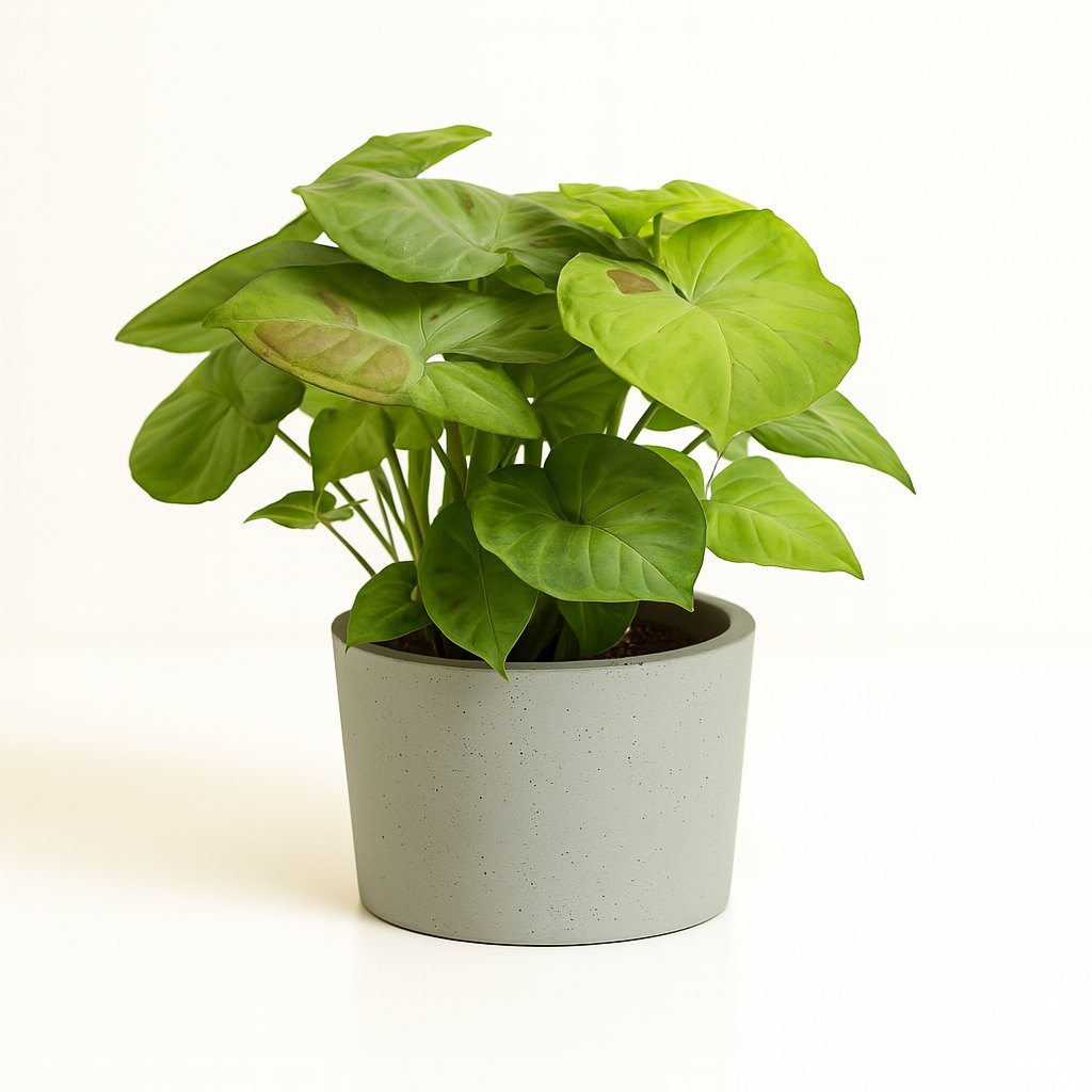 Syngonium Milk Confetti - 20cm in einem modernen Studio mit modernem Topf