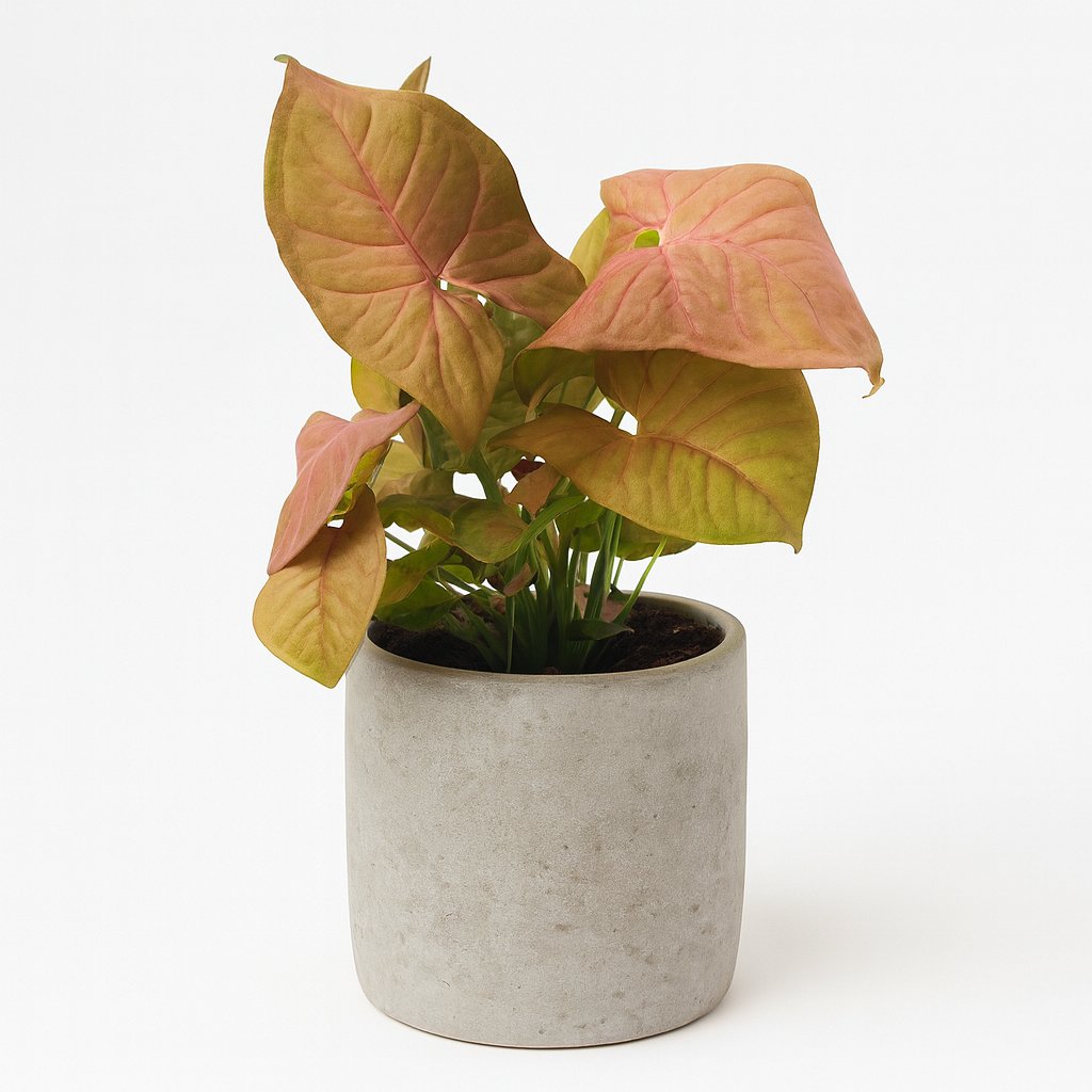Syngonium Neon - 25cm in einem modernen Studio mit modernem Topf