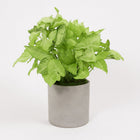 Syngonium White Butterfly Feel Green - 35cm in einem modernen Studio mit modernem Topf
