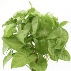 Syngonium White Butterfly Feel Green - 35cm