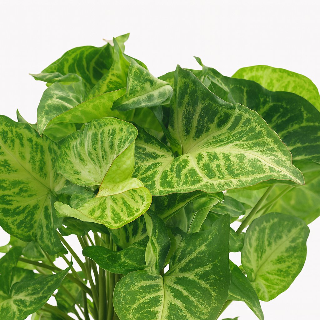 Syngonium Arrow - 25cm