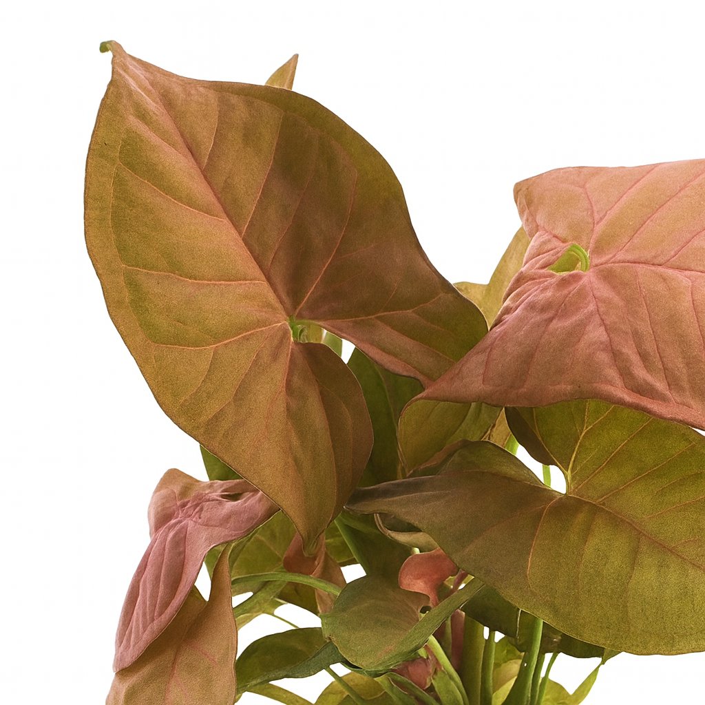 Syngonium Neon - 25cm