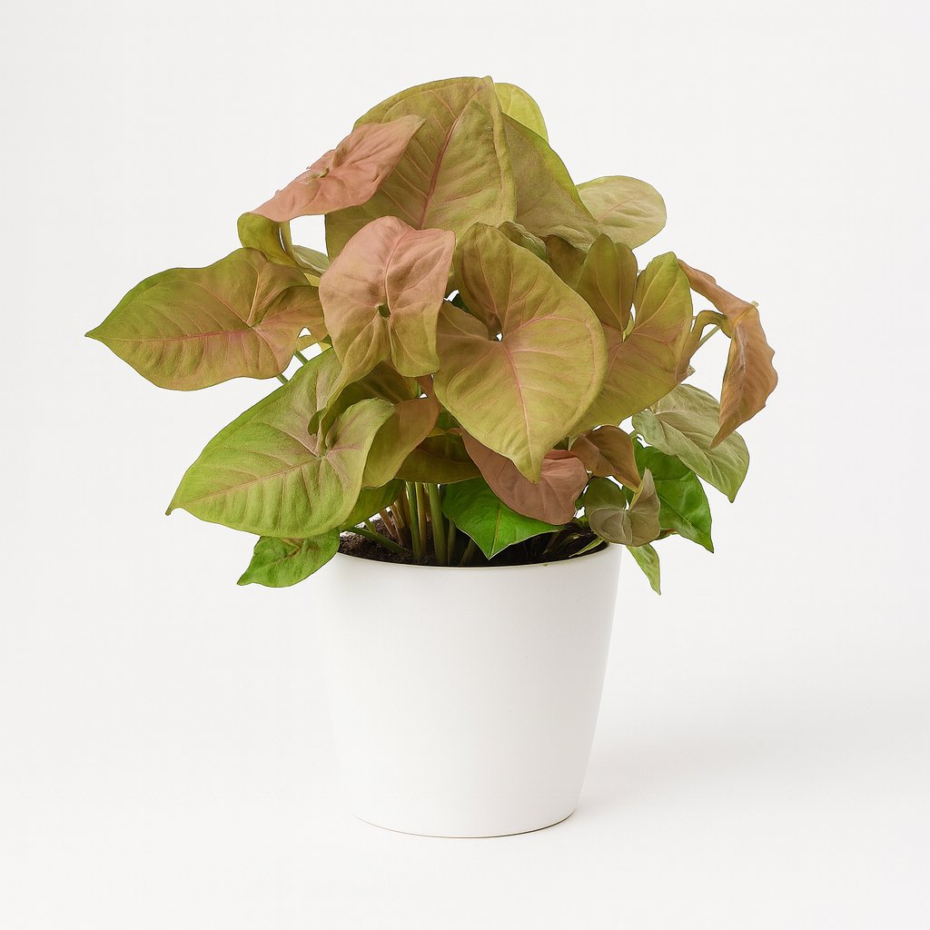Syngonium Red Heart Feel Green - 30cm in einem modernen Studio mit modernem Topf