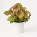 Syngonium Red Heart Feel Green - 30cm in einem modernen Studio mit modernem Topf