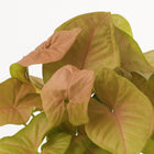 Syngonium Red Heart Feel Green - 30cm