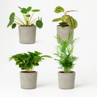 Tierfreundliches Pflanzenset - 4 Stück - 20-40cm in einem modernen Studio mit modernem Topf
