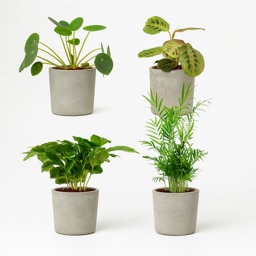 Tierfreundliches Pflanzenset - 4 Stück - 20-40cm in einem modernen Studio mit modernem Topf