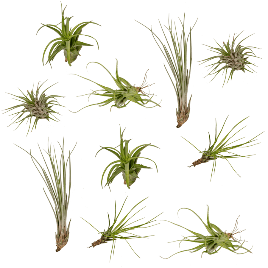 Tillandsia-Mix - 10 Stück - 6cm in einem modernen Studio mit modernem Topf