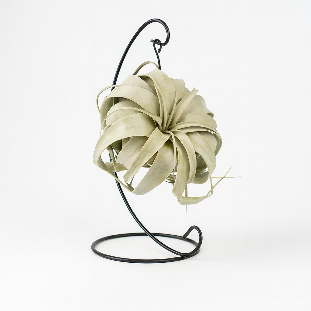 Tillandsia King Xero - 23cm in einem modernen Studio mit modernem Topf