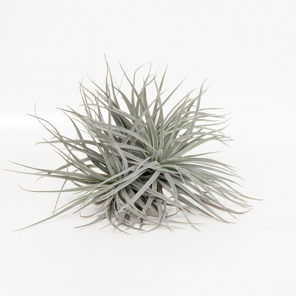 Tillandsia Super Silver XL - 15cm in einem modernen Studio mit modernem Topf