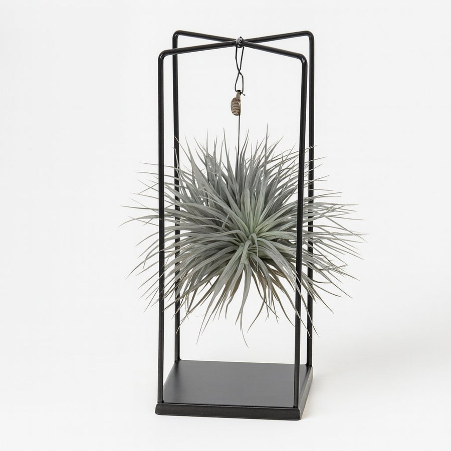 Tillandsia ionantha Abdita - 20cm in einem modernen Studio mit modernem Topf
