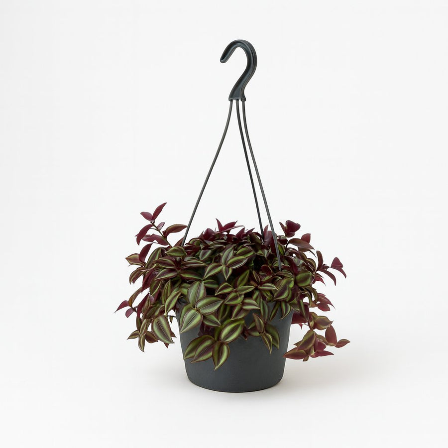 Tradescantia Zebrina Purpusii - 30cm