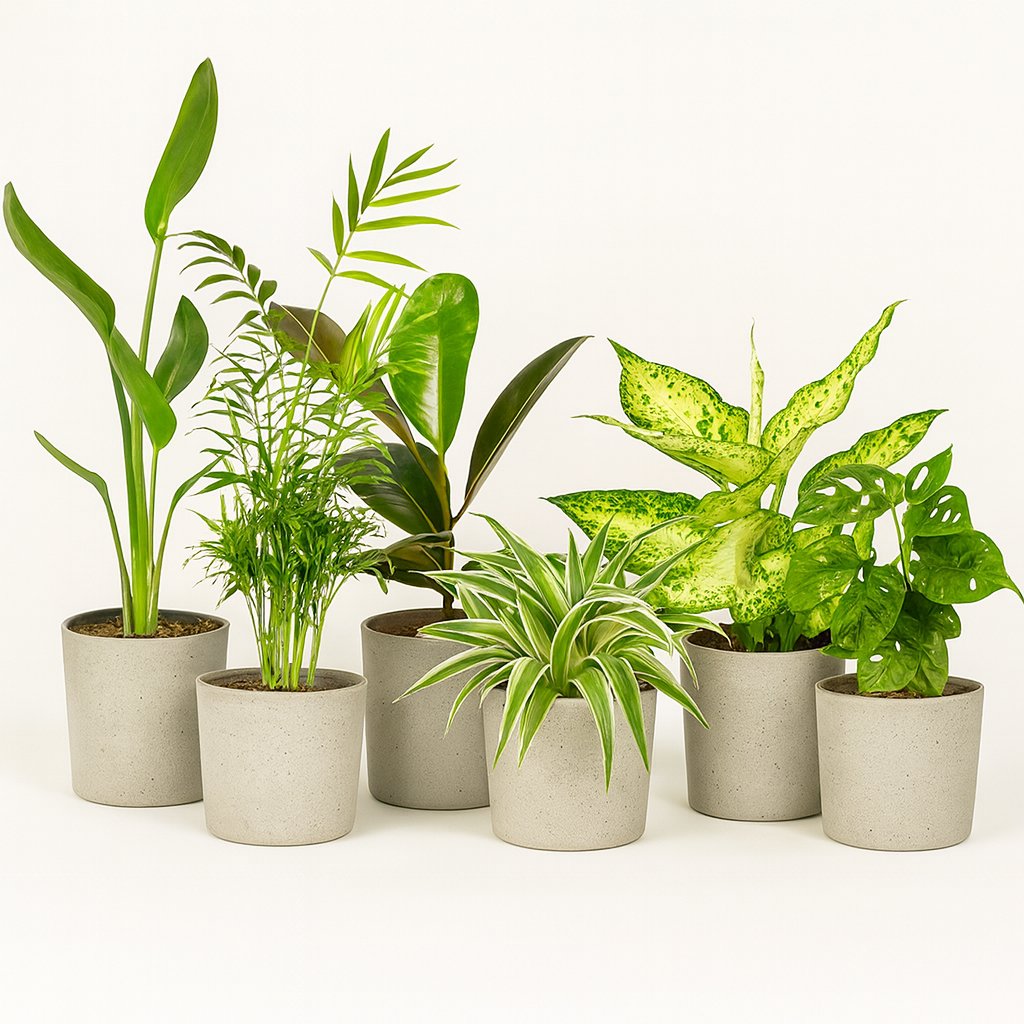 Überraschungsbox (10 Stück) - 25cm in einem modernen Studio mit modernem Topf