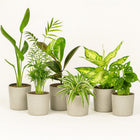 Überraschungsbox (10 Stück) - 25cm in einem modernen Studio mit modernem Topf