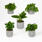 Überraschungsbox (5 Stück) - 25cm in einem modernen Studio mit modernem Topf