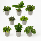 Überraschungsbox (8 Stück) - 25cm in einem modernen Studio mit modernem Topf