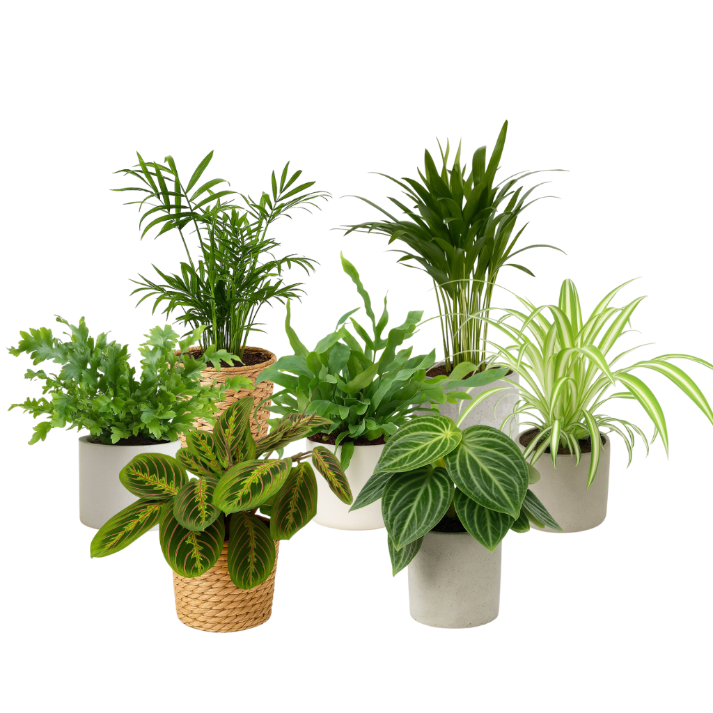 Ungiftige Pflanzen für das Schlafzimmer (groß)