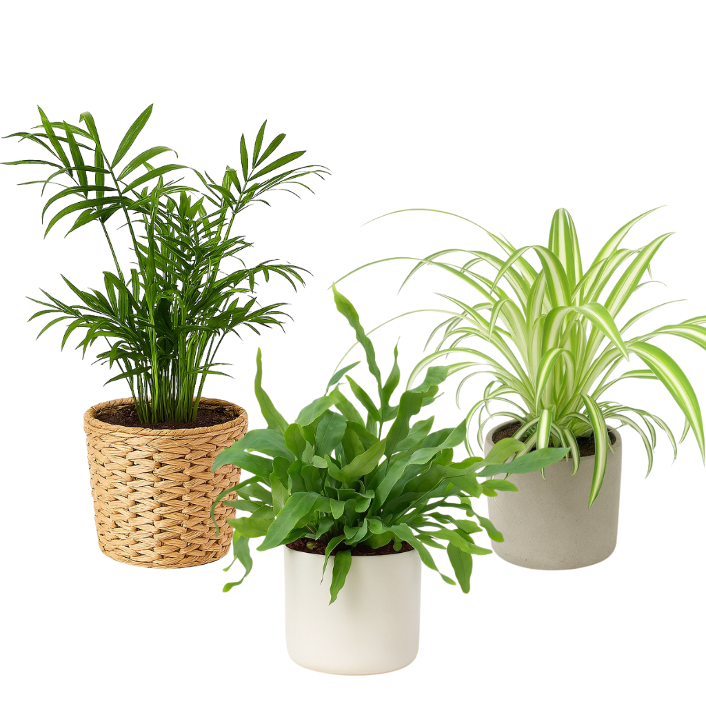 Ungiftige Pflanzen für das Schlafzimmer (klein)