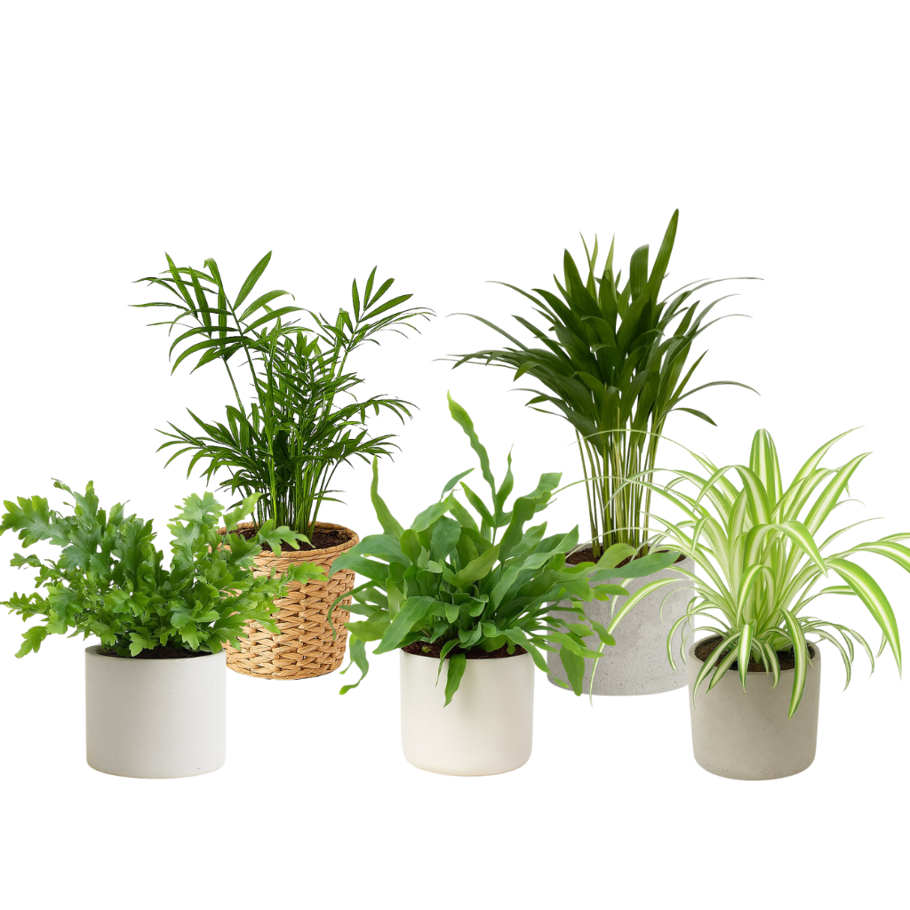 Ungiftige Pflanzen für das Schlafzimmer (mittel)