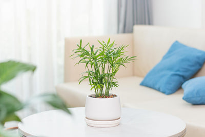 Auspacken & genießen