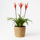 Vriesea - 55cm in einem modernen Studio mit modernem Topf