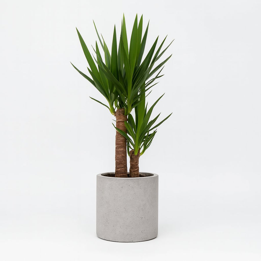 Yucca - 125cm in einem modernen Studio mit modernem Topf