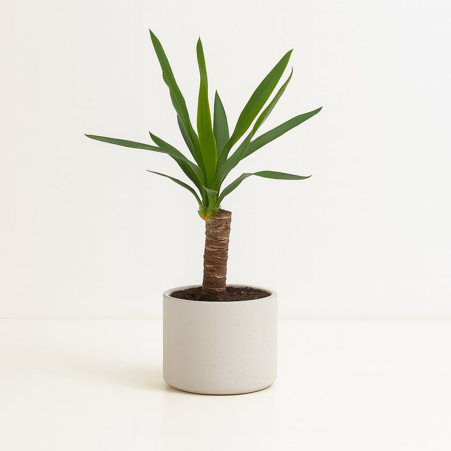 Yucca - 60cm in einem modernen Studio mit modernem Topf