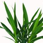Yucca - 60cm