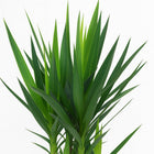 Yucca - 80cm