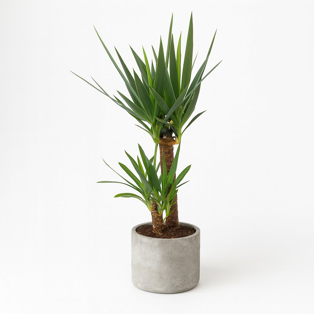 Yucca Elephantipes - 100cm in einem modernen Studio mit modernem Topf
