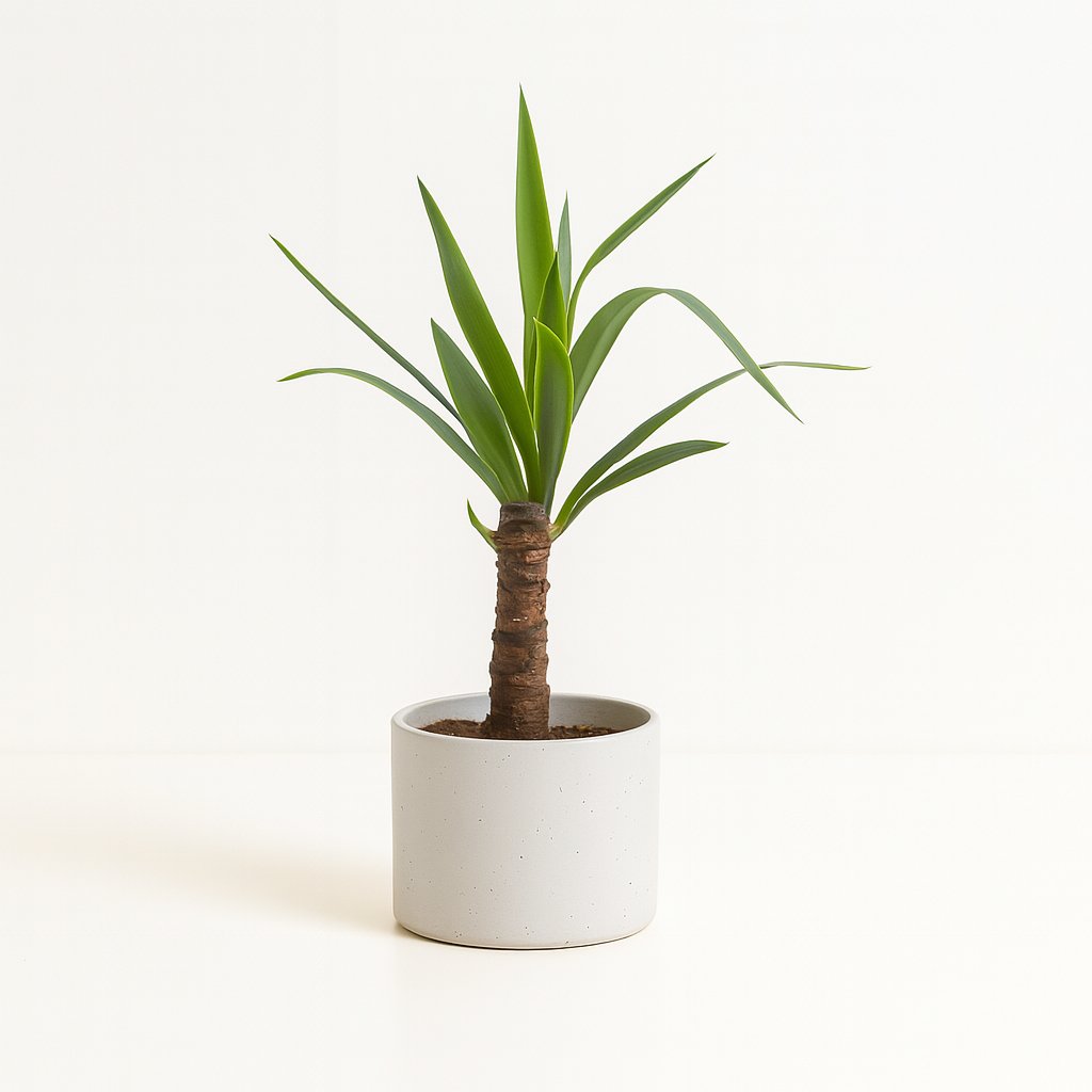 Yucca Elephantipes - 30cm in einem modernen Studio mit modernem Topf