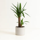 Yucca Elephantipes - 85cm in einem modernen Studio mit modernem Topf