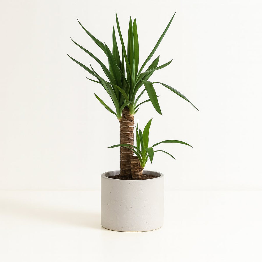 Yucca Elephantipes - 85cm in einem modernen Studio mit modernem Topf