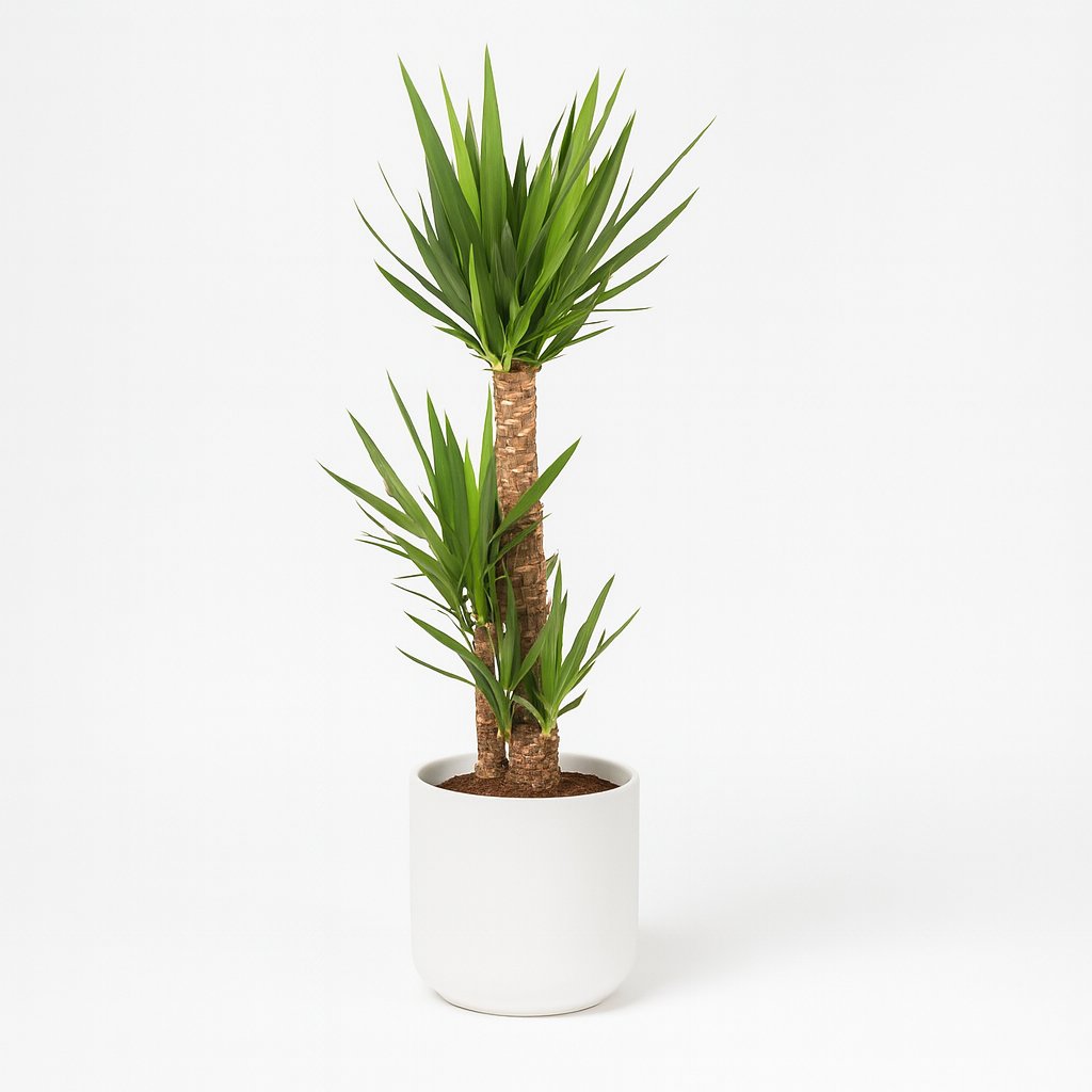 Yucca Elephantipes - 125cm in einem modernen Studio mit modernem Topf