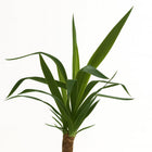 Yucca Elephantipes - 40cm
