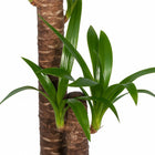 Yucca Elephantipes - 85cm