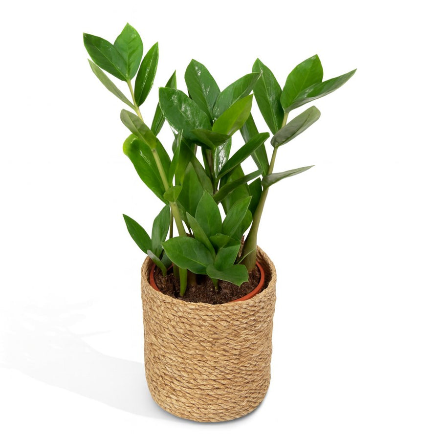 Zamioculas - 35cm in einem modernen Studio mit modernem Topf