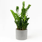 Zamioculcas - 100cm in einem modernen Studio mit modernem Topf