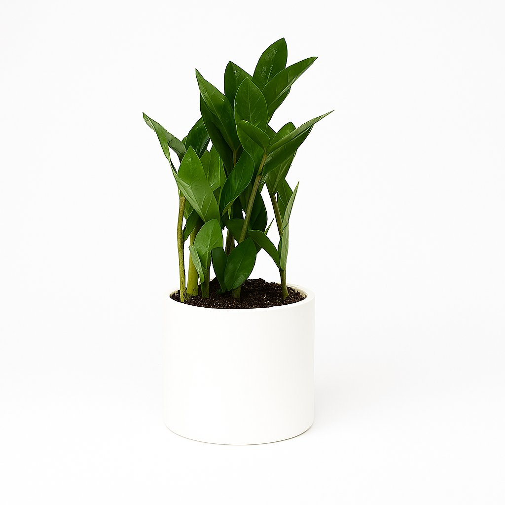 Zamioculcas - 30cm