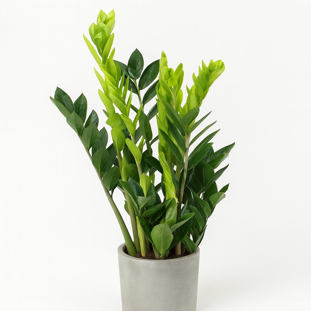 Zamioculcas - 65cm in einem modernen Studio mit modernem Topf